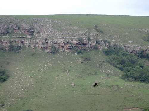 a Yellowbilled Kite is speeding along.